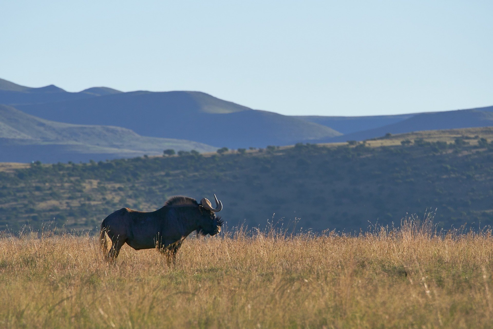Black Wildebeest